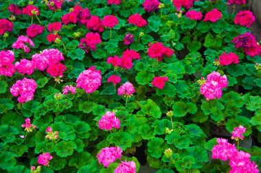 Çeşitli bitki ve çiçeklerle dolu bir sera.