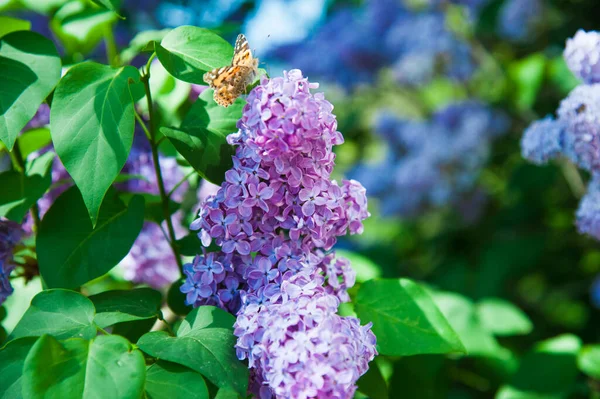 Kwitnący Pospolity Krzak Syringa Vulgaris Lilacs Wiosenny Krajobraz Bukietem Delikatnych — Zdjęcie stockowe