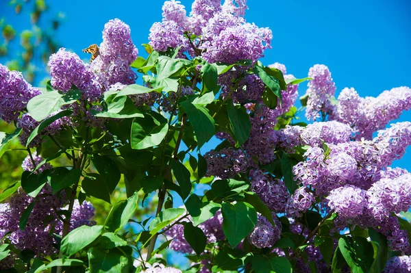 Kwitnący Pospolity Krzak Syringa Vulgaris Lilacs Wiosenny Krajobraz Bukietem Delikatnych — Zdjęcie stockowe