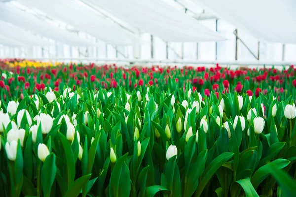 Jarní Scéna Tulipánového Pole Agribusiness Skleníkové Sazenice Jaro — Stock fotografie