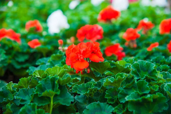 Gewächshaus Mit Einer Vielzahl Von Pflanzen Und Blumen — Stockfoto