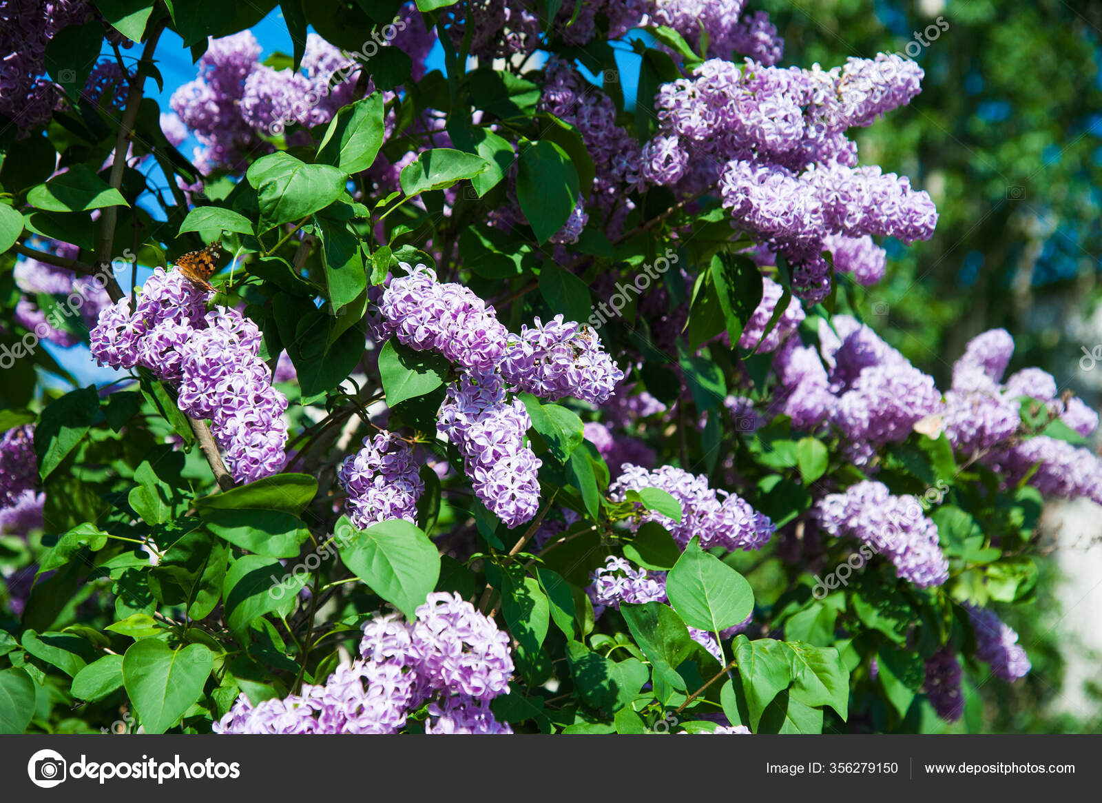 Blossoming Common Syringa Vulgaris Lilacs Bush Springtime Landscape Bunch Tender Stock Photo Image By C Grigorenko