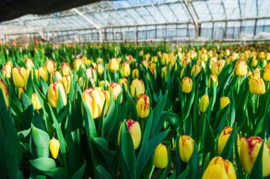 İlkbahar lale tarlası sahnesi. Tarım sektörü sera tohumu baharı.
