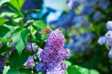 Sıradan bir şırınga, leylak çalısı açıyor. Taze çiçeklerle dolu bahar manzarası.