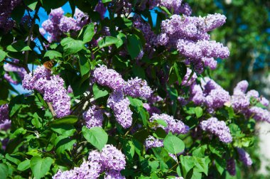 Sıradan bir şırınga, leylak çalısı açıyor. Taze çiçeklerle dolu bahar manzarası.