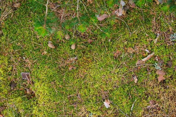 Bodem Van Het Bos Met Gras Bovenaanzicht Bos Grond Met — Stockfoto