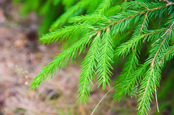 Strahlend Grüne Stachelige Zweige Einer Tanne Oder Kiefer — Stockfoto