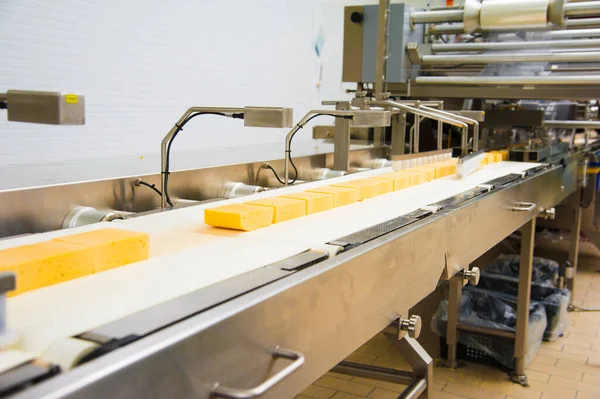 Industrial production of hard cheeses. Cheese is very tasty and healthy product