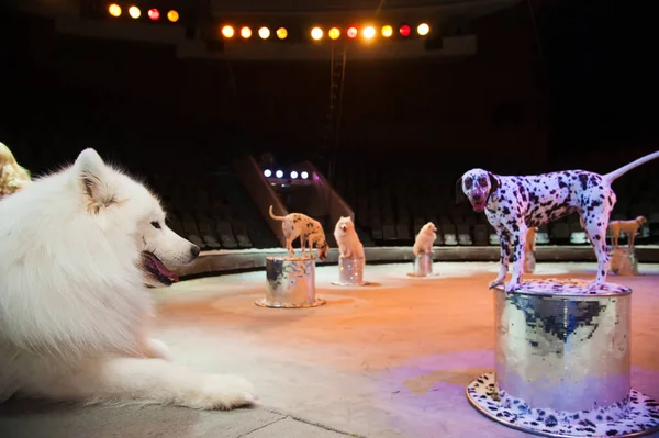 Dog in the circus. A cute white dog in the circus arena