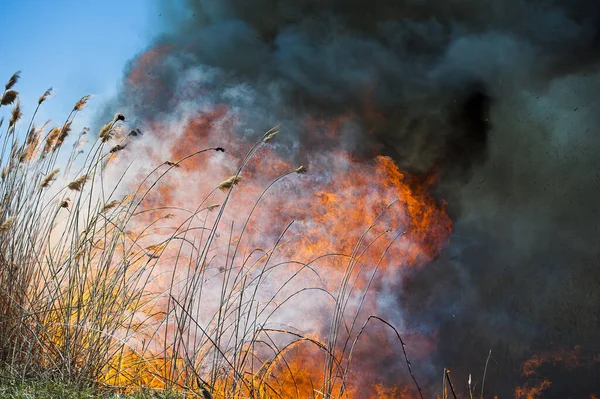 Zuřící Lesní Požáry Hořící Suchá Tráva Rákos Podél Jezera Louce — Stock fotografie