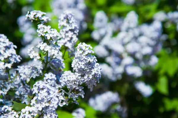 Kwitnący Pospolity Krzak Syringa Vulgaris Lilacs Wiosenny Krajobraz Bukietem Delikatnych — Zdjęcie stockowe