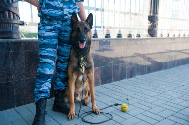 Akıllı polis köpeği ve görevli bir polis memuru.