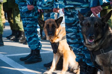 Akıllı polis köpeği ve görevli bir polis memuru.