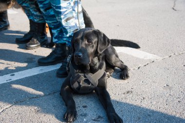 Akıllı polis köpeği ve görevli bir polis memuru.