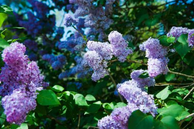 Sıradan bir şırınga, leylak çalısı açıyor. Taze çiçeklerle dolu bahar manzarası.