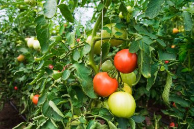 Çiftlik domatesi yetiştiriyorum. Serada yetişen domatesler