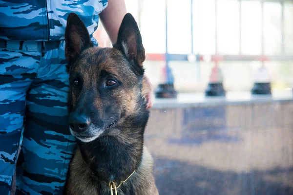 Akıllı polis köpeği ve görevli bir polis memuru.
