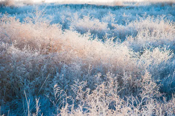 Winterlandschap Wintergras Vorst Ernstige Vorst Goedemorgen — Stockfoto