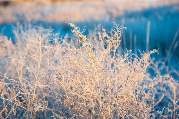 Zimowy Krajobraz Zimowa Trawa Mrozie Poważny Mróz Dzień Dobry — Zdjęcie stockowe