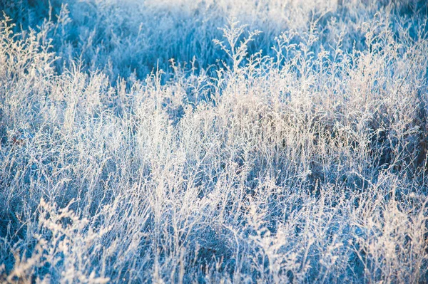 Vinterlandskap Vintergräs Frost Svår Frost God Morgon — Stockfoto