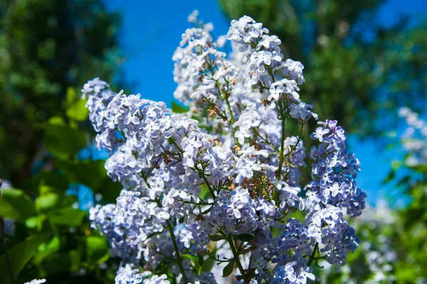 Blossoming Common Syringa Vulgaris Lilac Bush Pemandangan Musim Semi Dengan — Stok Foto