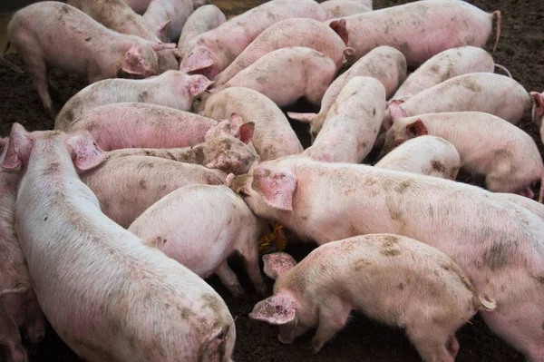 Porcs Domestiques Porcs Dans Une Ferme Village — Photo