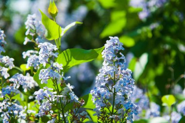 Sıradan bir şırınga, leylak çalısı açıyor. Taze çiçeklerle dolu bahar manzarası.