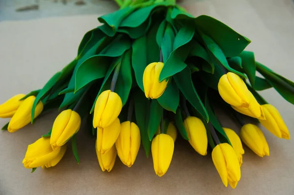 Wiosenna Scena Pola Tulipanów Wiosna Sadzonek Szklarniowych Agribusiness — Zdjęcie stockowe