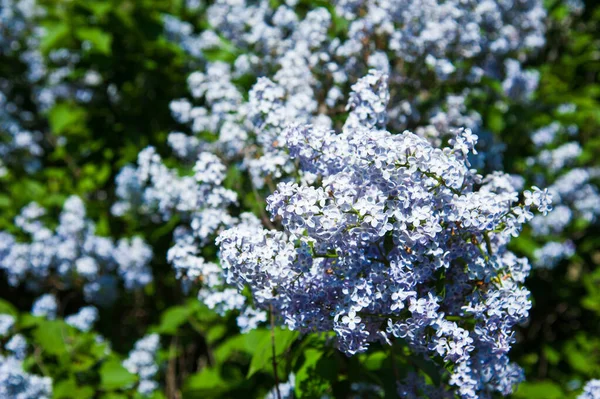 Blossoming Common Syringa Vulgaris Lilacs Bush Springtime Landscape Bunch Tender — Stock Photo, Image