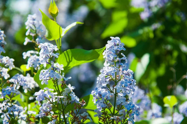 Syringa Vulgaris Lilas Fleurs Paysage Printanier Avec Bouquet Fleurs Tendres — Photo