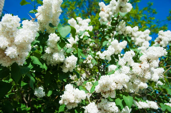Floração Comum Syringa Vulgaris Lilases Arbusto Paisagem Primavera Com Monte — Fotografia de Stock