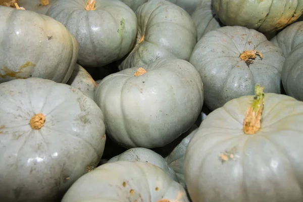 Fresh grey pumpkins as a background. Vegetable store