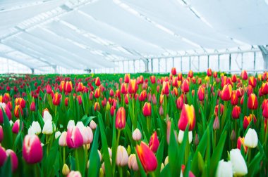 İlkbahar lale tarlası sahnesi. Tarım sektörü sera tohumu baharı.