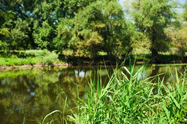 Nehir kıyısında güzel bir yaz manzarası, güneşli bir gün