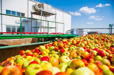 Olgun elmalar bir endüstriyel üretim tesisinde işleniyor ve taşınıyor. Yiyecek endüstrisi. Desenli arkaplan.