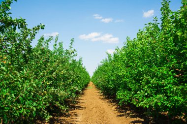Elma bahçesi tam riped elma güneşli yaz gün