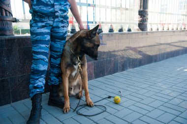 Akıllı polis köpeği ve görevli bir polis memuru.