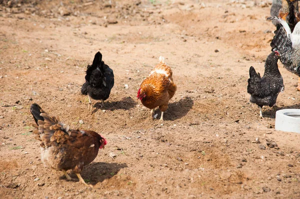 無料の範囲の鶏は小さな農場で庭を歩き回る — ストック写真
