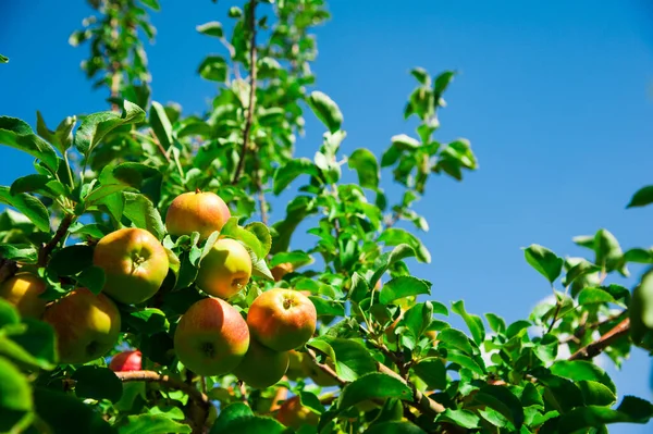 苹果在绿叶中的树枝上生长 苹果园 — 图库照片