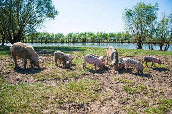 Pig farm. Pigs in field. Pig running on a green meadow