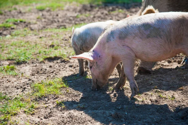 Pig farm. Pigs in field. Pig running on a green meadow