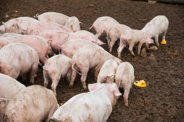 Домашні Свині Свині Фермі Селі — стокове фото