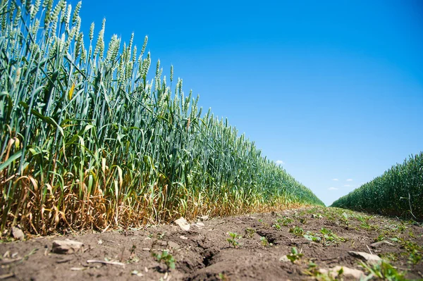 Olgunlaşmış Buğday Tarlası Mavi Gökyüzü Peyzaj — Stok fotoğraf