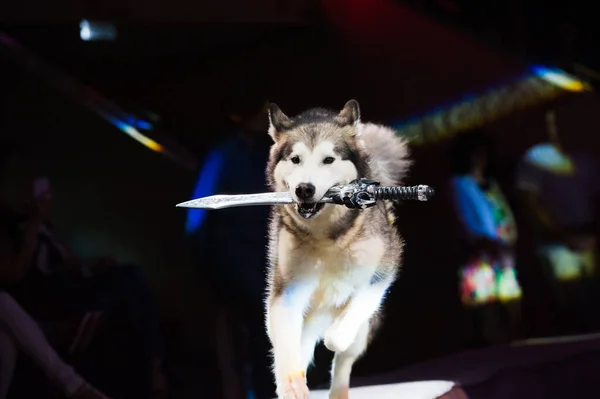 Cane Nel Circo Simpatico Cane Nell Arena Del Circo — Foto Stock