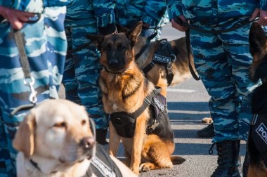 Akıllı polis köpeği ve görevli bir polis memuru.