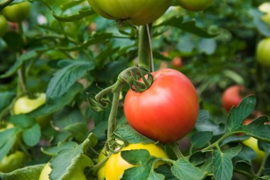 Çiftlik domatesi yetiştiriyorum. Serada yetişen domatesler