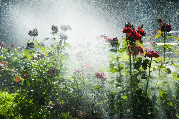 Полив Газона Розовые Цветы Умный Сад Активирован Полной Автоматической Системой — стоковое фото