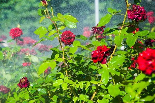 Zavlažování Trávníku Růží Květiny Inteligentní Zahrada Aktivován Plně Automatickým Zavlažovací — Stock fotografie