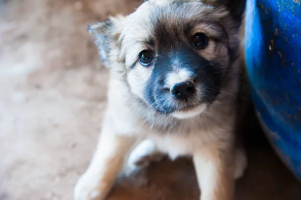 Ritratto Simpatico Cucciolo Senzatetto Accarezzare Cucciolo — Foto Stock