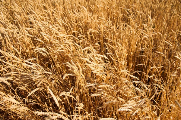 Campo Trigo Dourado Sob Céu Azul — Fotografia de Stock